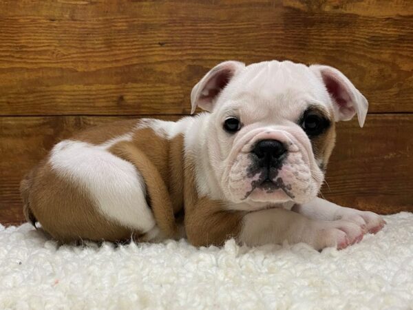 Bulldog-Dog-Male-Fawn & White-7679-Petland Terre Haute, Indiana