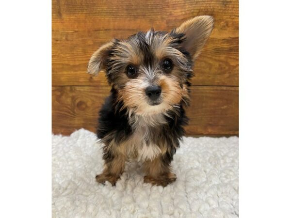 Yorkshire Terrier-Dog-Female-Black / Tan-7687-Petland Terre Haute, Indiana