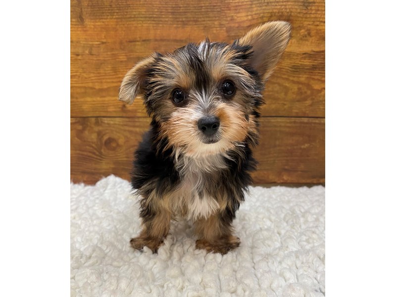 Yorkshire Terrier Puppies Petland Terre Haute, Indiana