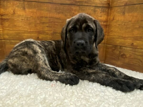 Mastiff-Dog-Male-Brindle-7686-Petland Terre Haute, Indiana