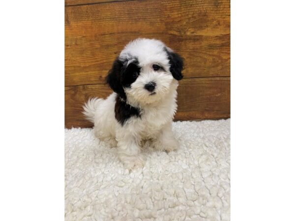 Havanese-Dog-Female-Black-7685-Petland Terre Haute, Indiana