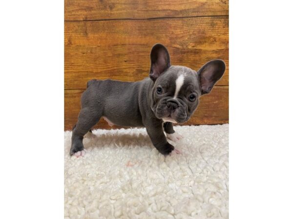 French Bulldog-Dog-Male-Blue / White-7683-Petland Terre Haute, Indiana