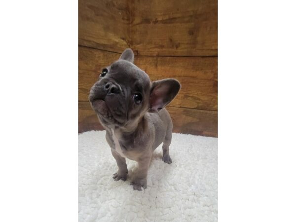 French Bulldog-Dog-Female-Blue Fawn-7684-Petland Terre Haute, Indiana