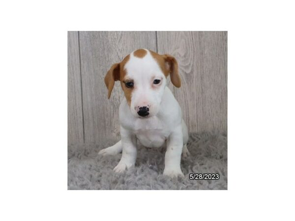 Jack Russell Terrier-Dog-Female-White-7697-Petland Terre Haute, Indiana