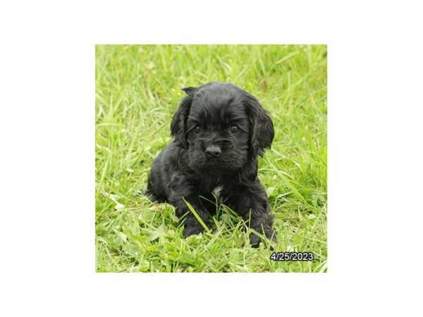 Cocker Spaniel-Dog-Female-Black-7692-Petland Terre Haute, Indiana