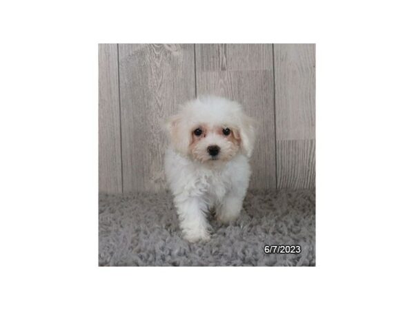 Bichon Frise-Dog-Female-White-7690-Petland Terre Haute, Indiana
