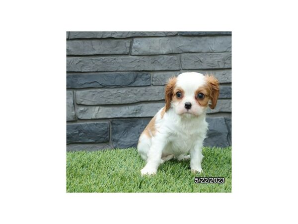 [#7691] Blenheim Female Cavalier King Charles Spaniel Puppies for Sale