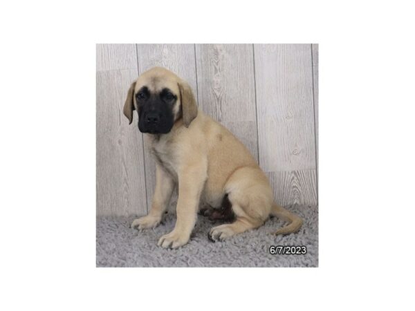 Mastiff-Dog-Male-Fawn-7694-Petland Terre Haute, Indiana