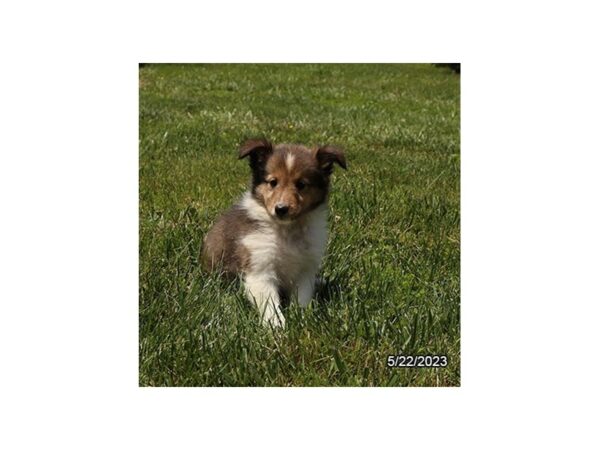 [#7696] Sable / White Female Shetland Sheepdog Puppies for Sale