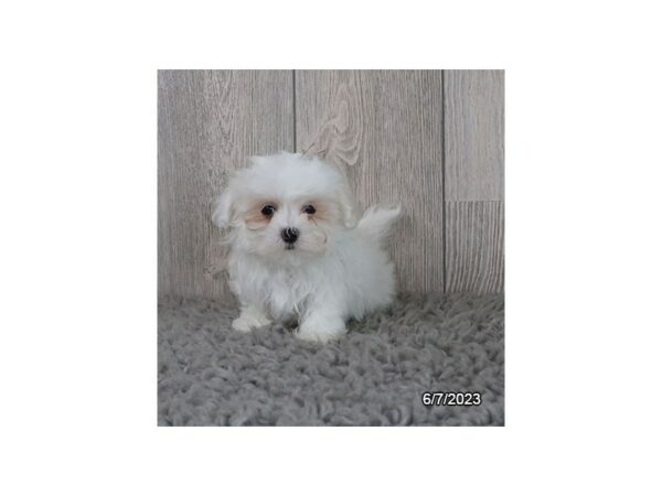 [#7693] White Female Maltese Puppies for Sale