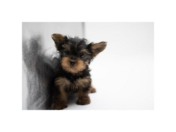 Yorkshire Terrier-Dog-Male-Black / Tan-7701-Petland Terre Haute, Indiana