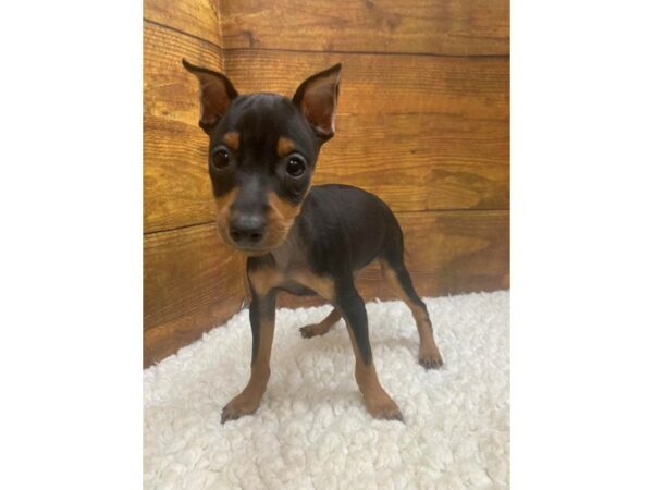 Miniature Pinscher-Dog-Male-Black / Rust-7700-Petland Terre Haute, Indiana