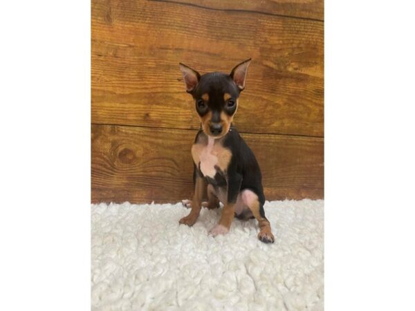 Miniature Pinscher-Dog-Female-Black / Rust-7699-Petland Terre Haute, Indiana