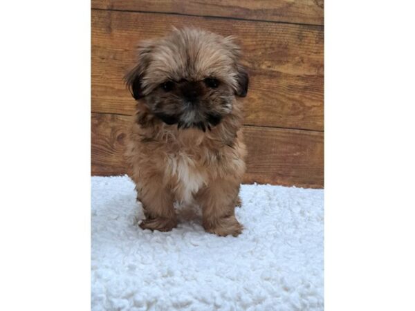 Shih Tzu-Dog-Female-Gold-7707-Petland Terre Haute, Indiana