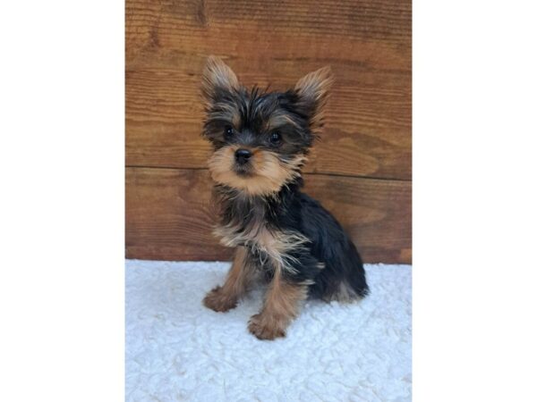 Yorkshire Terrier-Dog-Female-Black / Tan-7708-Petland Terre Haute, Indiana