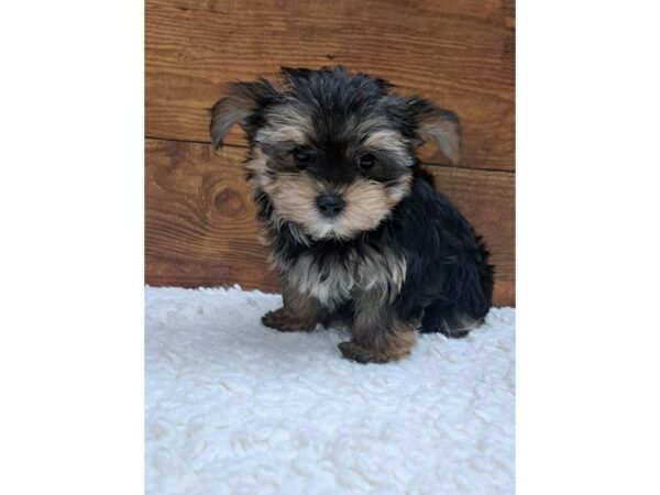 Morkie-Dog-Male-Black / Tan-7713-Petland Terre Haute, Indiana