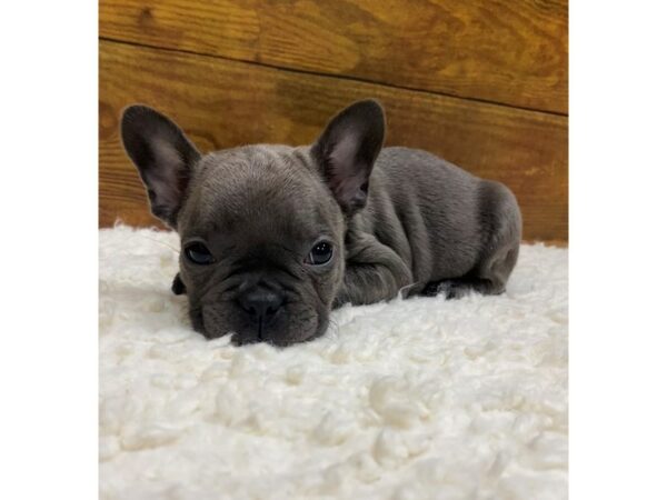 French Bulldog-Dog-Male-Blue-7722-Petland Terre Haute, Indiana