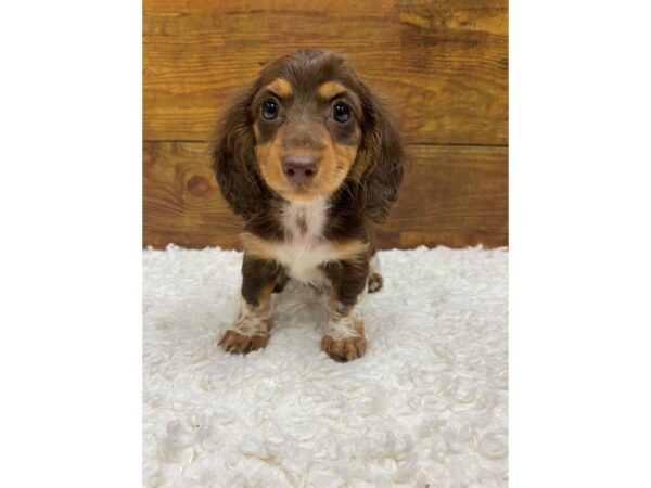 Dachshund-Dog-Female-Chocolate and White-7717-Petland Terre Haute, Indiana