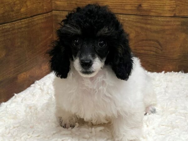 Poodle-Dog-Female-Black White / Tan-7593-Petland Terre Haute, Indiana