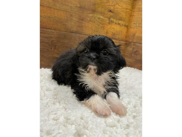 PomShi-Dog-Female-Dark Sable-7629-Petland Terre Haute, Indiana