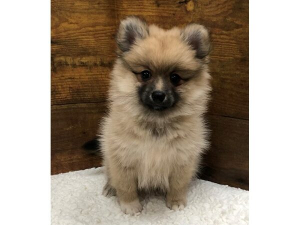 Pomeranian-Dog-Female-Sable-7660-Petland Terre Haute, Indiana