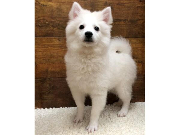 American Eskimo Dog-Dog-Female-White-7621-Petland Terre Haute, Indiana