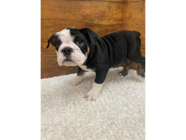 Mini Bulldog-Dog-Female-Black / White-7672-Petland Terre Haute, Indiana