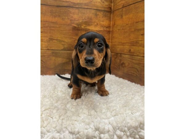 Dachshund-Dog-Female-Black / Tan-7675-Petland Terre Haute, Indiana