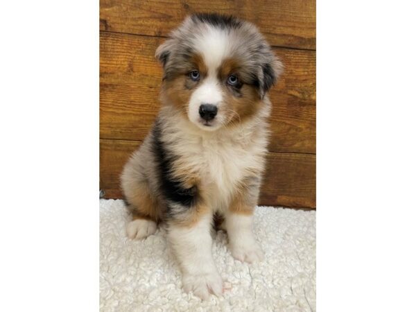 Australian Shepherd-Dog-Male-Blue Merle-7682-Petland Terre Haute, Indiana