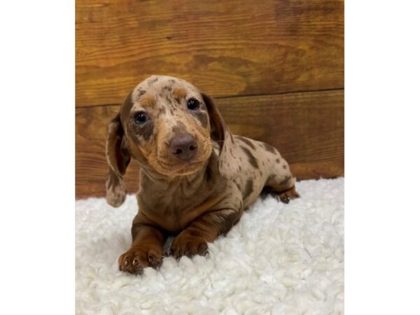 Dachshund-Dog-Female-Chocolate Dapple-7681-Petland Terre Haute, Indiana