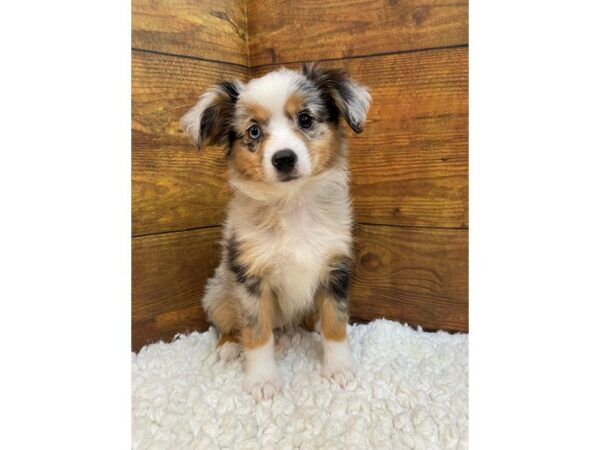 Miniature American Shepherd-Dog-Female-Blue Merle-7689-Petland Terre Haute, Indiana