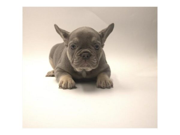 French Bulldog-Dog-Female-Lilac / Tan-7698-Petland Terre Haute, Indiana