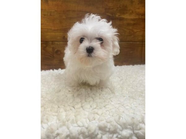 Maltese-Dog-Female-White-7693-Petland Terre Haute, Indiana