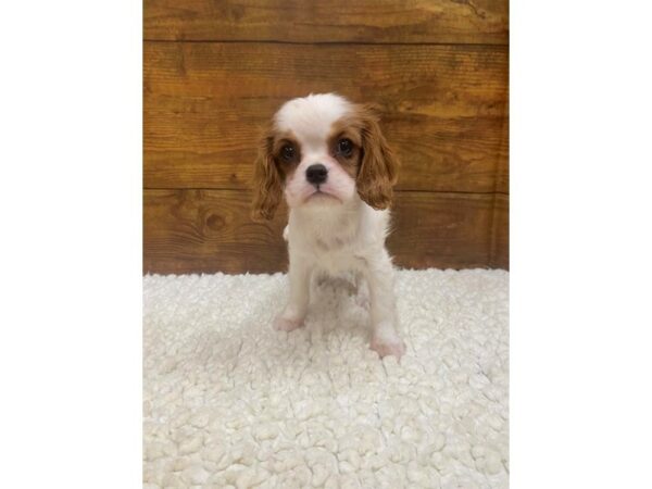 Cavalier King Charles Spaniel-Dog-Female-Blenheim-7691-Petland Terre Haute, Indiana