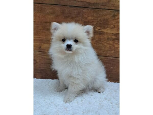 Pomeranian-Dog-Male-cream-7714-Petland Terre Haute, Indiana