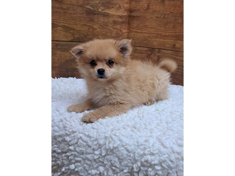 Available Pets Page 2 of 3 Petland Terre Haute, Indiana