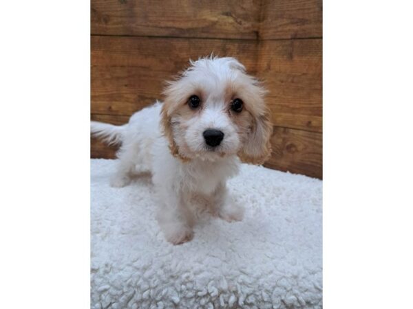 Cavachon-Dog-Female-Blenheim-7711-Petland Terre Haute, Indiana