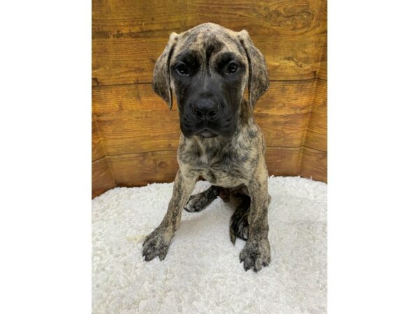 Mastiff-Dog-Male-Brindle-7704-Petland Terre Haute, Indiana