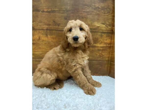 Goldendoodle-Dog-Male-Cream-7724-Petland Terre Haute, Indiana