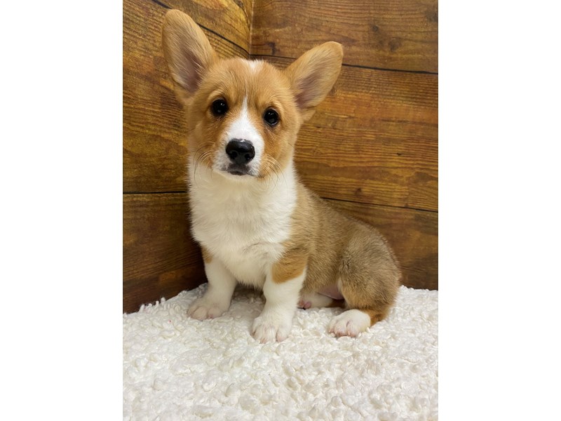 Available Pets Page 2 of 3 Petland Terre Haute, Indiana