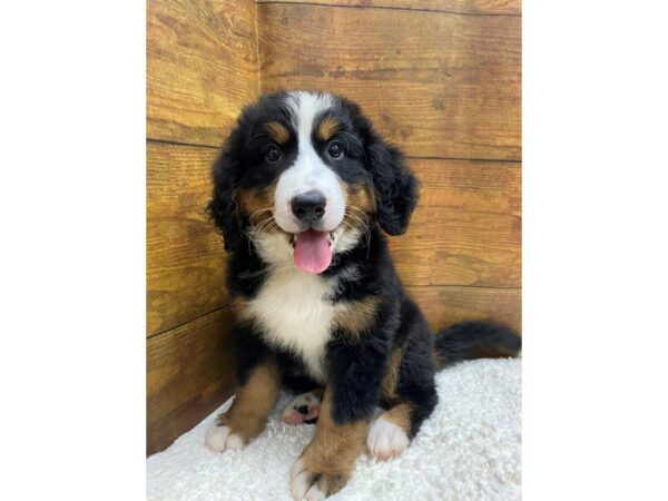 Bernese Mountain Dog-Dog-Female-Black-7721-Petland Terre Haute, Indiana