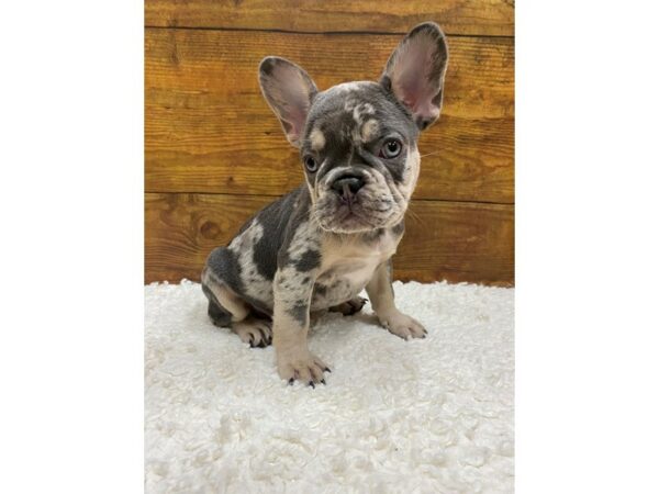 French Bulldog-Dog-Male-Lilac Merle-7720-Petland Terre Haute, Indiana