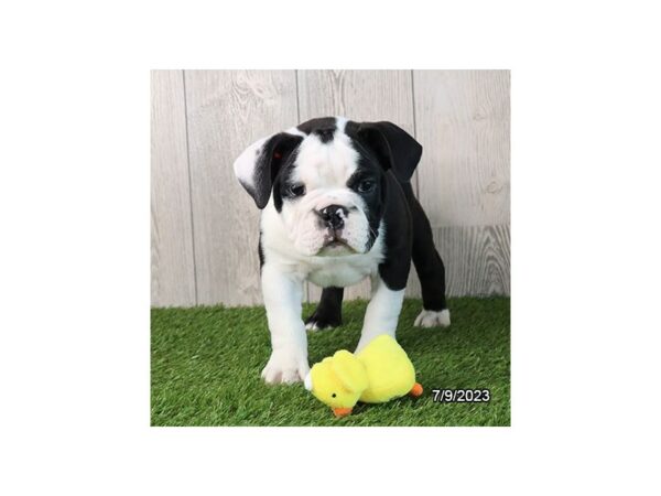 Mini Bulldog-Dog-Male-Black-7730-Petland Terre Haute, Indiana
