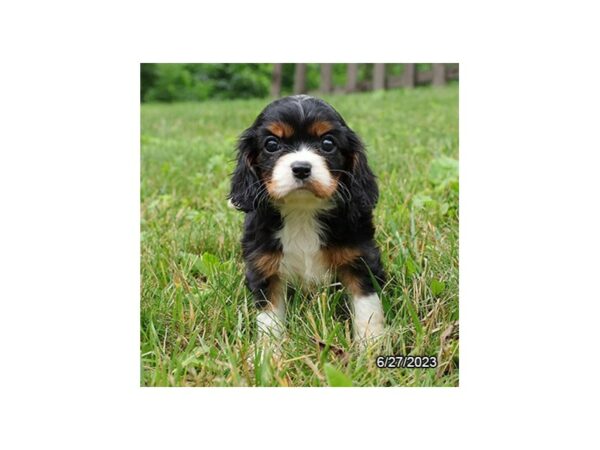 Cavalier King Charles Spaniel-Dog-Female-Tri-Colored-7726-Petland Terre Haute, Indiana