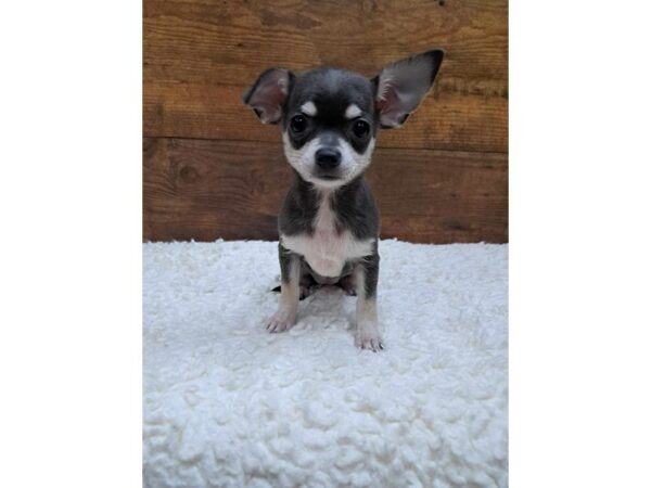 Chihuahua-Dog-Female-Blue-7727-Petland Terre Haute, Indiana