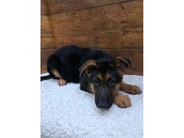 German Shepherd Dog-Dog-Male-Black / Red-7731-Petland Terre Haute, Indiana