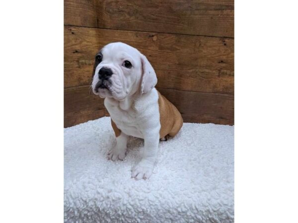 Beabull-Dog-Female-Red / White-7729-Petland Terre Haute, Indiana