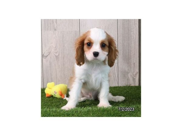 Cavalier King Charles Spaniel-Dog-Male-Blenheim-7736-Petland Terre Haute, Indiana