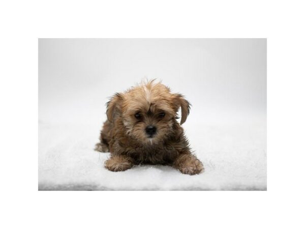 Morkiepoo-Dog-Female-Brown-7749-Petland Terre Haute, Indiana