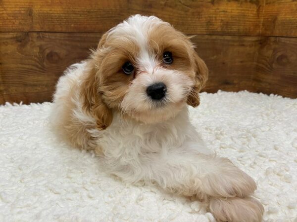 Cavapoo-Dog-Male-Tan / White-7755-Petland Terre Haute, Indiana